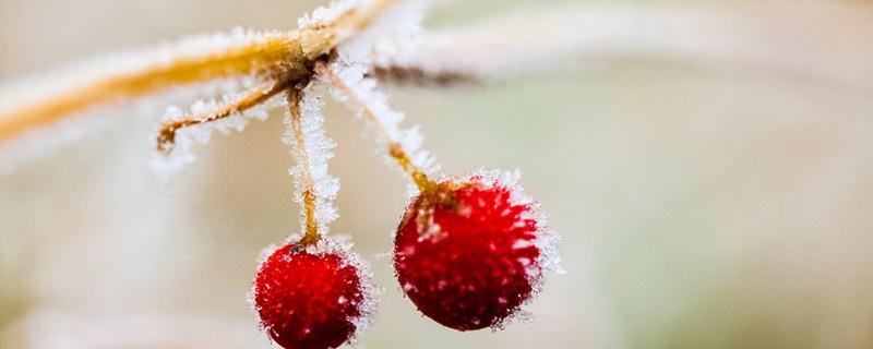 霜降节气的含义是什么 每年霜降是几月几日