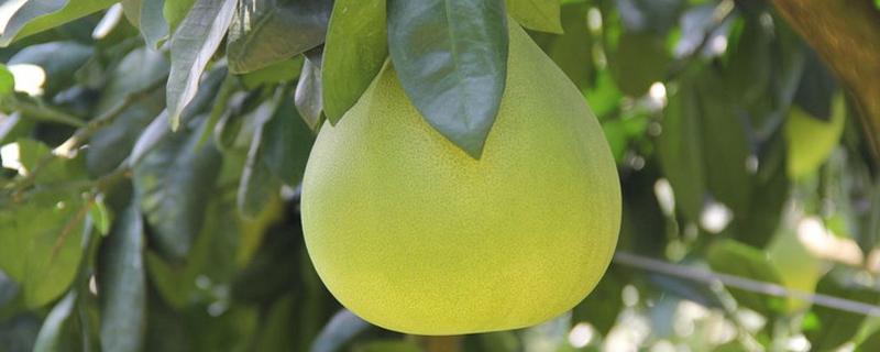 文旦和柚子的区别 文旦属于什么性的水果