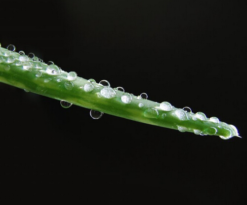 芦荟的特性及使用注意