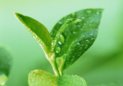 红茶和绿茶的区别