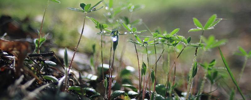 谷雨节气的含义是什么 谷雨吃什么传统美食