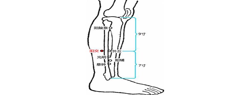 阳交的准确位置图 阳交的作用及功能主治