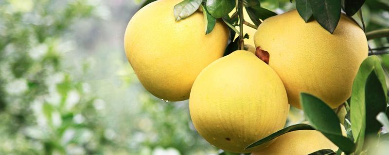 文旦什么时候成熟 文旦柚含糖量高吗
