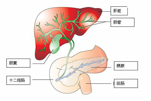 转氨酶高是怎么回事 转氨酶高是怎么回事有什么危害