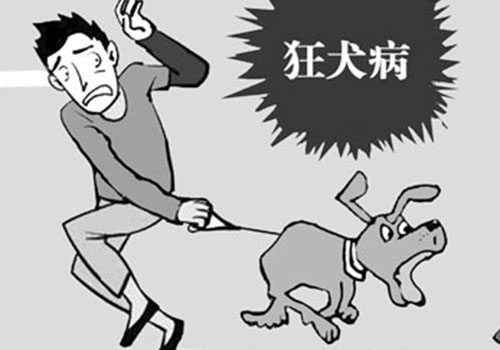 狂犬病的预防措施（狂犬病的预防措施有哪些）