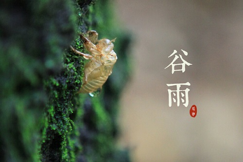 谷雨节气养生常识