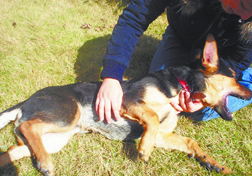 有狂犬病的狗有什么症状（有狂犬病的狗有什么症状吗）