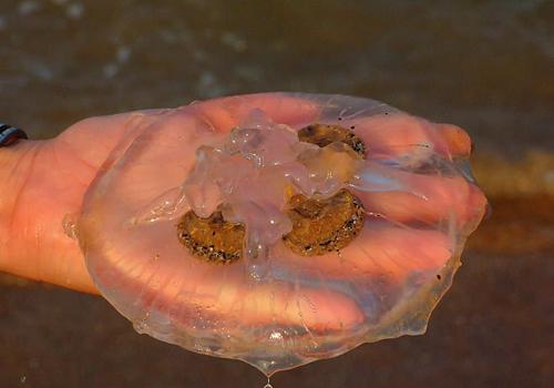 淋巴结肿大食疗 淋巴结肿大食疗吃什么