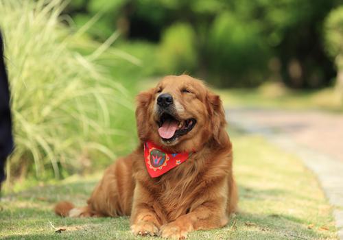 狂犬疫苗漏打了怎么办 如果狂犬疫苗漏打了怎么办