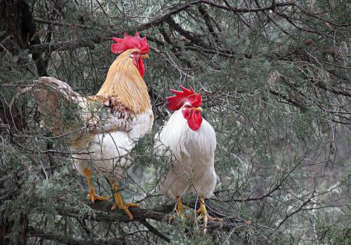 H7N9多少温度可杀死 h7n9体温持续多少