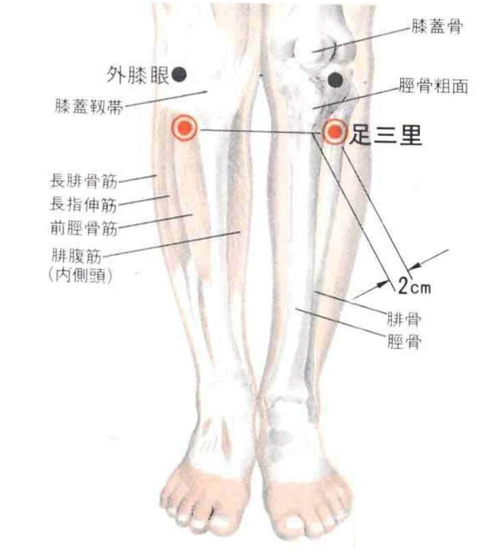 足三里的准确位置图（足三里的准确位置图作用功效）