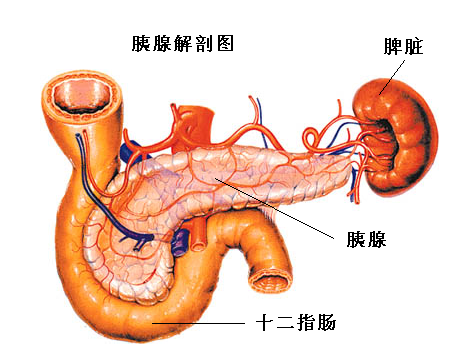 胰腺炎的症状 胰腺炎的症状及治疗