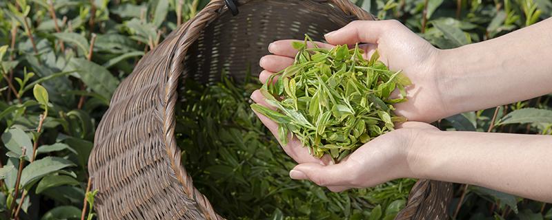 绿茶和菊花能一起泡吗 绿茶为什么不能和枸杞子一起泡茶