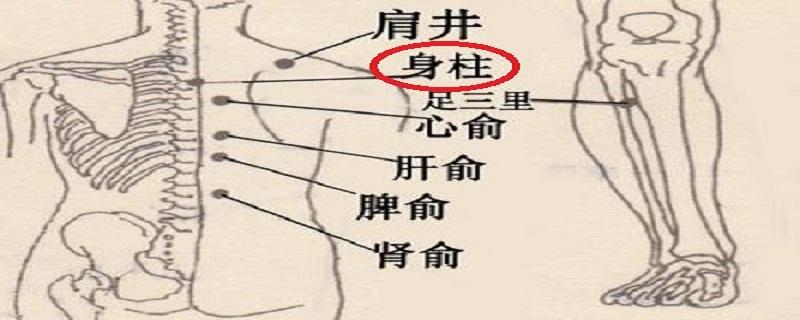 身柱的准确位置图视频 身柱的准确位置图片视频