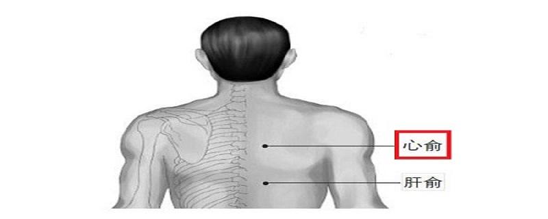 心俞的位置和功效（心俞的位置和功效与作用）
