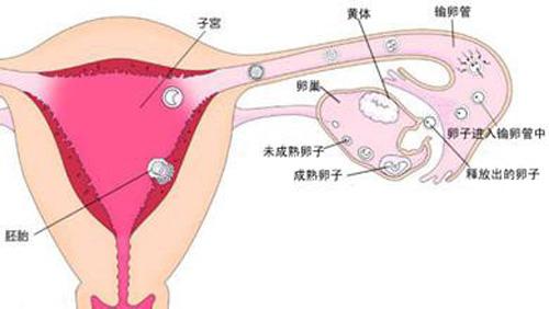 输卵管不通怎么办啊（）