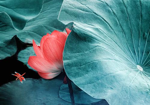 三伏天如何排寒湿 三伏天怎样排寒湿