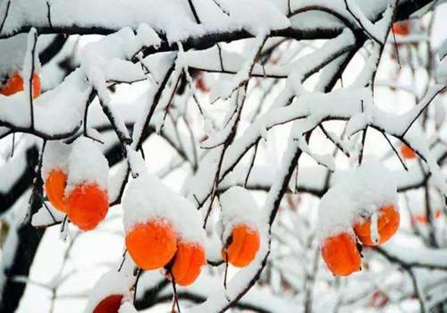 霜降节气特点 霜降节气特点的诗句