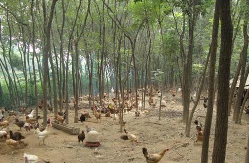 笨鸡蛋和普通鸡蛋营养价值一样吗 笨鸡蛋和普通鸡蛋营养价值谁高