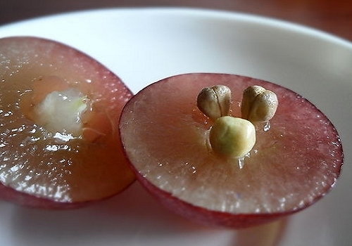 什么食物减肥效果好（什么食物减肥效果好又快不反弹）