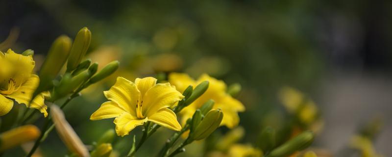 黄花菜的心为什么要抽出来（新鲜黄花菜抽芯吗）