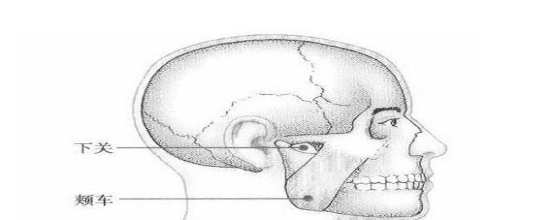 颊车的准确位置图视频 颊车的准确位置在哪儿