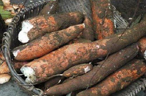 吃木薯中毒怎么办 木薯中毒如何处理
