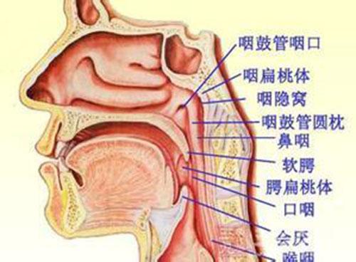 鼻咽癌是什么引起的（鼻咽癌是什么引起的呢）