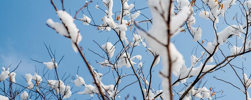 小雪节气养生 小雪节气养生食谱