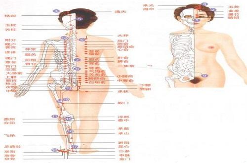 足太阳膀胱经经络示意图（足太阳膀胱经的准确位置图和督脉）