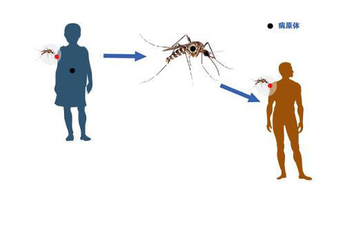 登革热的传播媒介是什么 登革热的传播媒介是什么蚊子