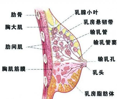 乳房小叶增生能喝豆浆吗 乳腺有增生可以喝豆浆吗