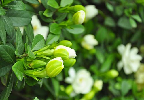 栀子花养在室内好吗 栀子花在室内养好不好