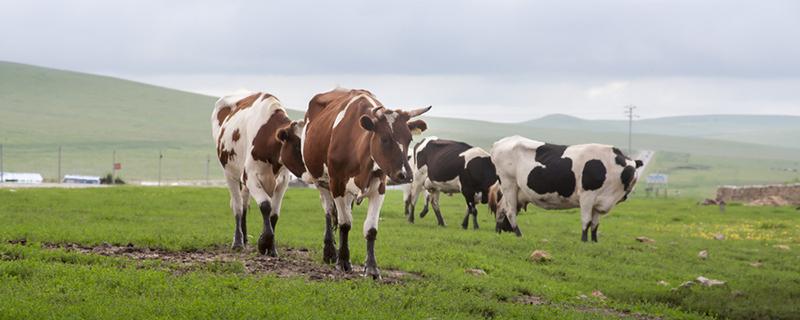 生牛乳是什么意思（配料是有机生牛乳是什么意思）