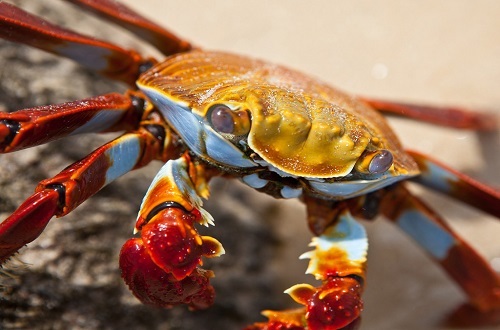 吃螃蟹过敏怎么办 螃蟹过敏了怎么办在家怎么缓解