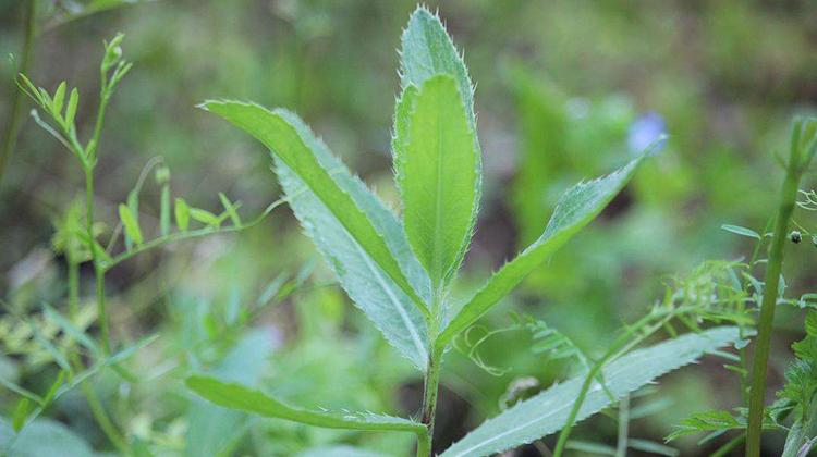 黄花蒿的功效与作用 黄花蒿的功效与作用及食用方法