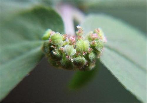 大飞扬草的功效与作用 大飞扬草的功效与作用对皮肤病