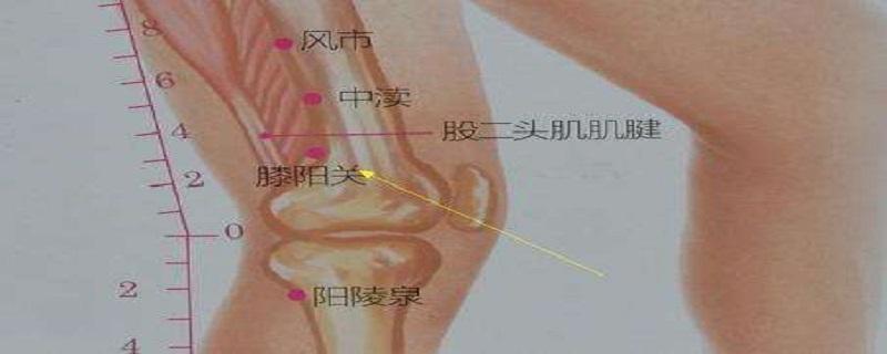 膝阳关是什么意思 膝关和膝阳关