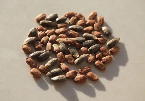 苦瓜籽的功效与作用 苦瓜籽的功效与作用及禁忌症