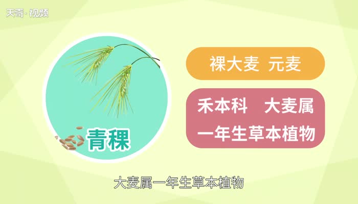 青稞是什么 青稞是燕麦吗