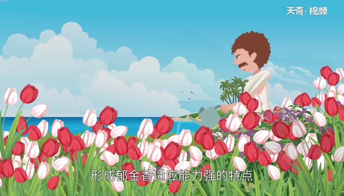 郁金香的花语 郁金香的花语是什么