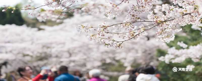 秦皇岛春季赏花去哪里 推荐秦皇岛春季赏花好去处