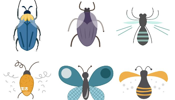 甲虫吃什么 甲虫吃什么食物