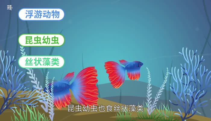 斗鱼吃什么 斗鱼怎么养