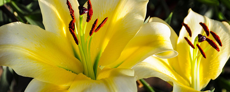 百合花花语 百合花花语和寓意是什么