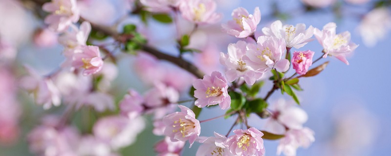 有花堪折直须折的意思 有花堪折直须折的意思是什么