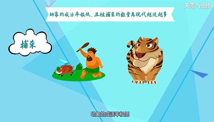 猛犸象是怎么灭绝的 猛犸象是如何灭绝的