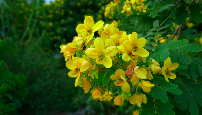 槐树花有毒吗 槐树花有没有毒