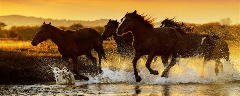 一骑绝尘代表什么动物 一骑绝尘的动物