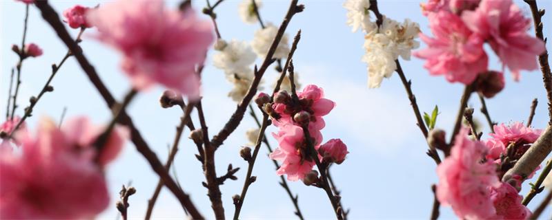 木棉花的花语 木棉花的花语是什么